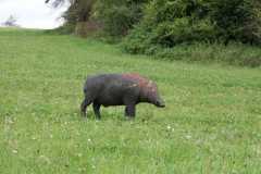 3-IMG_2235
