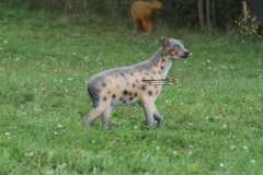 k-IMG_2389